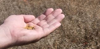 ¿Es el cultivo de la camelina una alternativa a la sequía? cultivo de la camelina