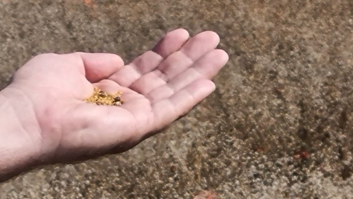 cultivo de la camelina