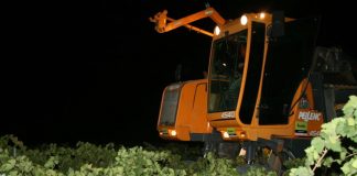 ¿En qué zona de España ya están vendimiando? comienzo de la vendimia