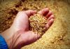 El cereal frena las subidas tras el posible acuerdo en el mar Negro grano