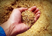 Cooperativas Agro-alimentarias Castilla-La Mancha analiza los factores que marcarán los precios de los cereales grano