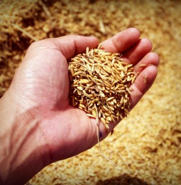 Cebada y trigo bajan con una demanda centrada en el corto plazo grano