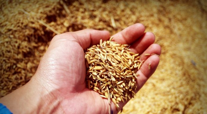 Cebada y trigo bajan con una demanda centrada en el corto plazo grano