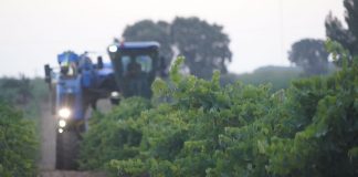 Comienza la vendimia en el mayor viñedo del mundo vendimiadora