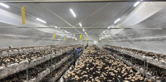 Solicita que la paja sea aprobada por el Ministerio de Agricultura como elemento de uso prioritario para el sector primario champiñón