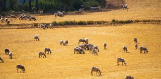 El 15 por ciento de las explotaciones ganaderas de mayor tamaño concentran la mitad del presupuesto de las ayudas por sequía rebaño
