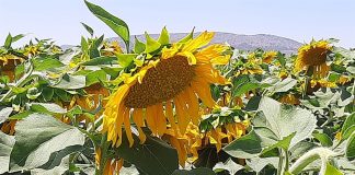 ¿A qué precio ha comenzado a cotizar el girasol en la Lonja de León? girasol