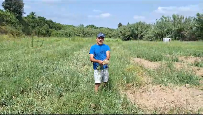 jabalíes destrozan los cultivos