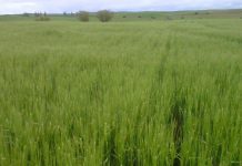 Menos cereal, más incertidumbre: cinco años que han transformado el campo español maíz