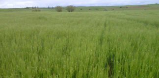 Miles de títulos de propiedad de fincas rústicas están sin despachar en varios registros de la propiedad maíz