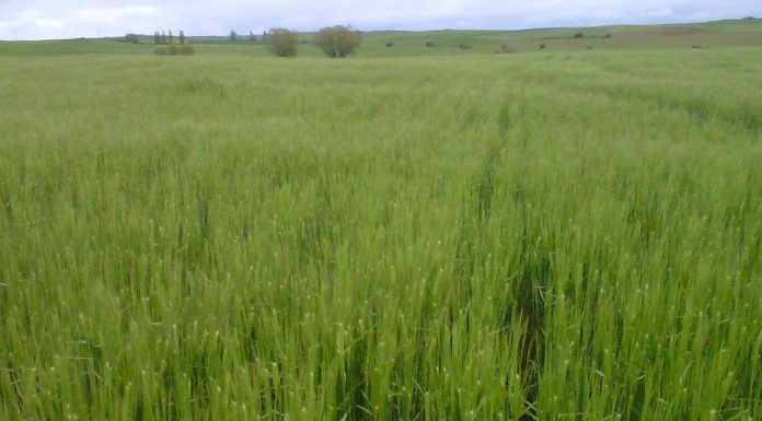 Menos cereal, más incertidumbre: cinco años que han transformado el campo español maíz