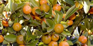 Pide la revocación de Intercitrus como interprofesional citrícola mandarinas