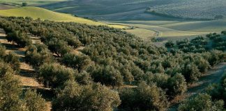 Retiran la candidatura del Paisaje del Olivar ante la Unesco por rechazo de agricultores olivar