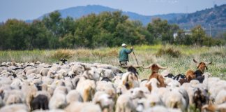 Ganaderos europeos de vacuno y ovino buscan una voz única rebaño de ovejas