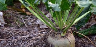 León ya es la principal provincia productora de remolacha de España remolacha