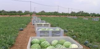 Los precios en origen de la sandía se hunden sandías