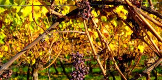 Rechaza que las ayudas a la agricultura por la sequía no responden a la magnitud de su impacto uvas sequía