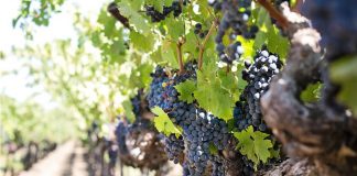 Reclama que las ayudas a la destilación repercutan positivamente en el precio de la uva uvas tintas