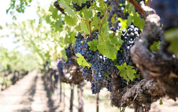 uvas tintas