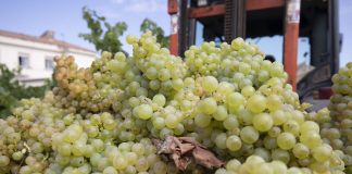 Con la próxima vendimia ya en el horizonte comienzan las primeras “guerras de precios” de la uva uvas La Rioja