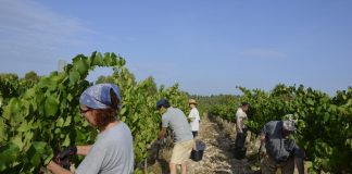España rebajará las ayudas de la PAC por infracciones de las normas laborales desde 2024 vendimia en Cataluña