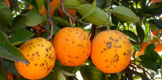 Pide que se cierre la frontera a la entrada de cítricos provenientes de Sudáfrica mancha negra cítricos