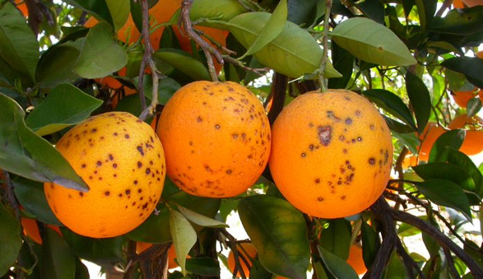 mancha negra cítricos