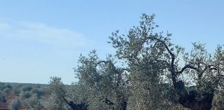 El olivar ronda los 12 millones de hectáreas en el mundo OLIVAR TRADICIONAL