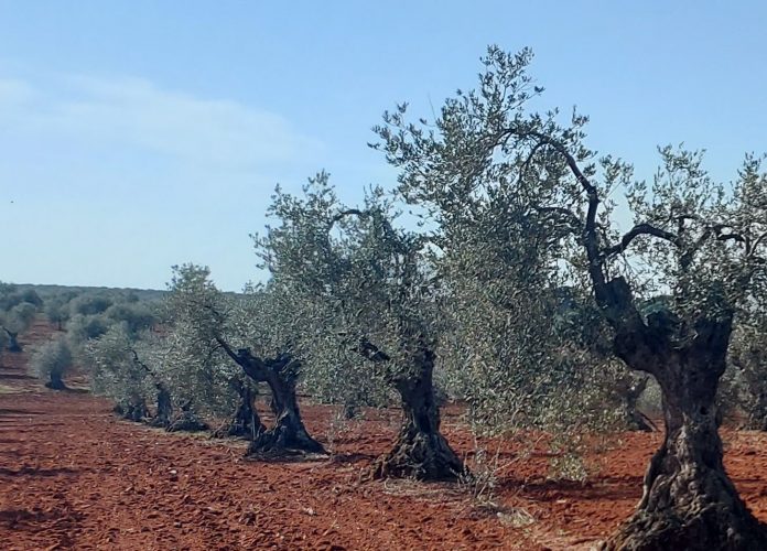 OLIVAR TRADICIONAL