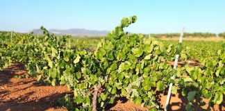 Primeras estimaciones sobre los precios de la próxima vendimia uva cava