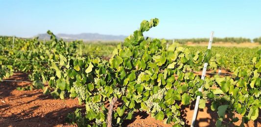 uva cava