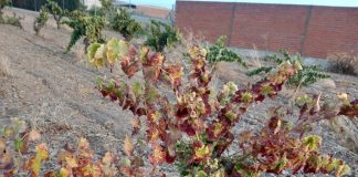 Exige ayudas para cultivos permanentes, como el olivar y la vid, afectados gravemente por la sequía y las heladas viña sequía