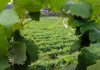 Los viticultores gallegos también piden precios justos para sus uvas Albariño