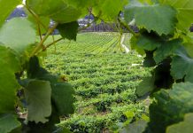 Los viticultores gallegos también piden precios justos para sus uvas Albariño