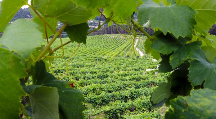 Los viticultores gallegos también piden precios justos para sus uvas Albariño