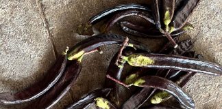 Denuncia los primeros robos de algarrobas: a plena luz del día, más tempranos y organizados robos de algarrobas