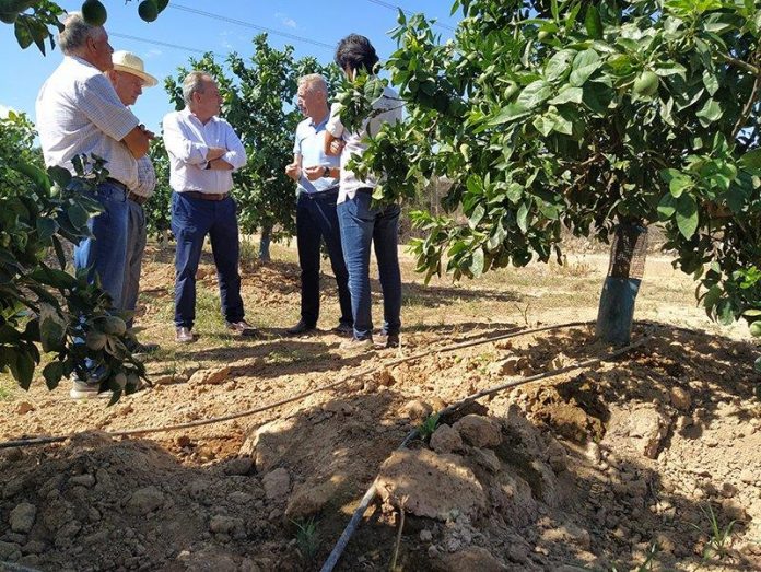 daños de los jabalíes a los cultivos