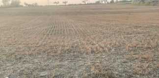 Advierten sobre el posible encarecimiento de las pólizas de los seguros agrarios cereales dañados