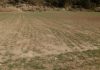 Las ayudas por sequía llegarán a 5.546 agricultores de Castilla-La Mancha cereales sequía