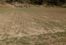 Las ayudas por sequía llegarán a 5.546 agricultores de Castilla-La Mancha cereales sequía