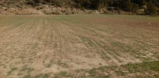 Reclama al Gobierno que abone a los agricultores la ayuda por sequía pendiente desde el verano cereales sequía