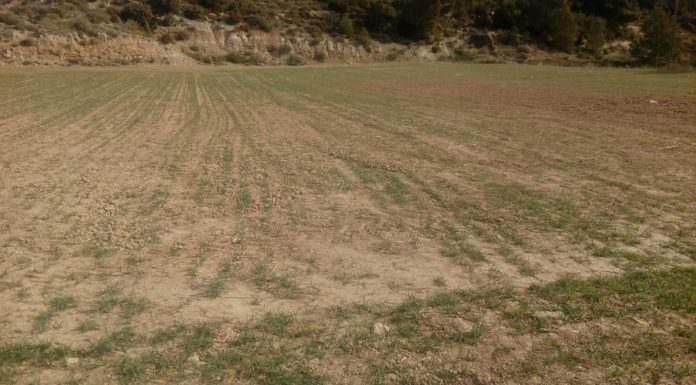 Las ayudas por sequía llegarán a 5.546 agricultores de Castilla-La Mancha cereales sequía