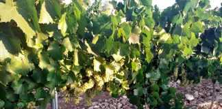 Una gran cooperativa manchega adelanta la vendimia al próximo lunes Chardonnay