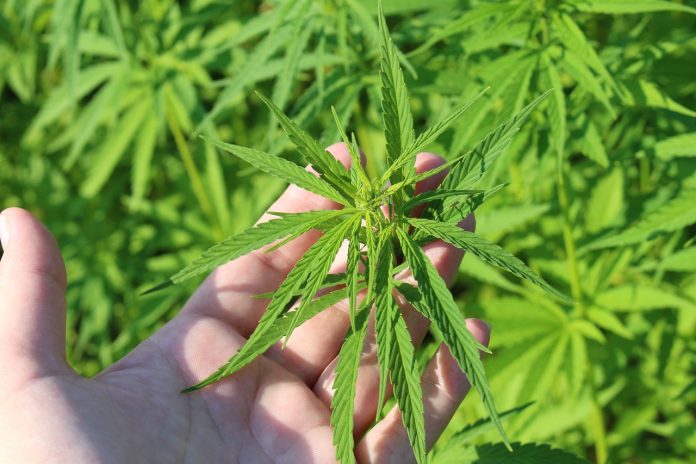 hemp-plant-gba448fd6e_1280 cannabis