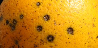 El sector citrícola europeo no gana para sustos: la UE detecta mancha negra por primera vez en naranjas de Egipto mancha negra