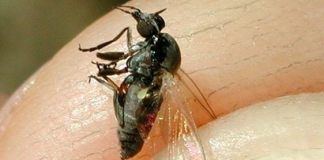 Insta a realizar urgentes tareas de control para evitar una agresiva plaga de mosca negra este verano mosca negra