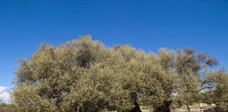 La Comunitat Valenciana, a las puertas de otra campaña “ruinosa” para los productores de aceite de oliva olivos