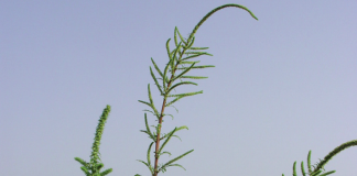 Una nueva especie invasora amenaza los campos de maíz españoles Amaranthus palmeri