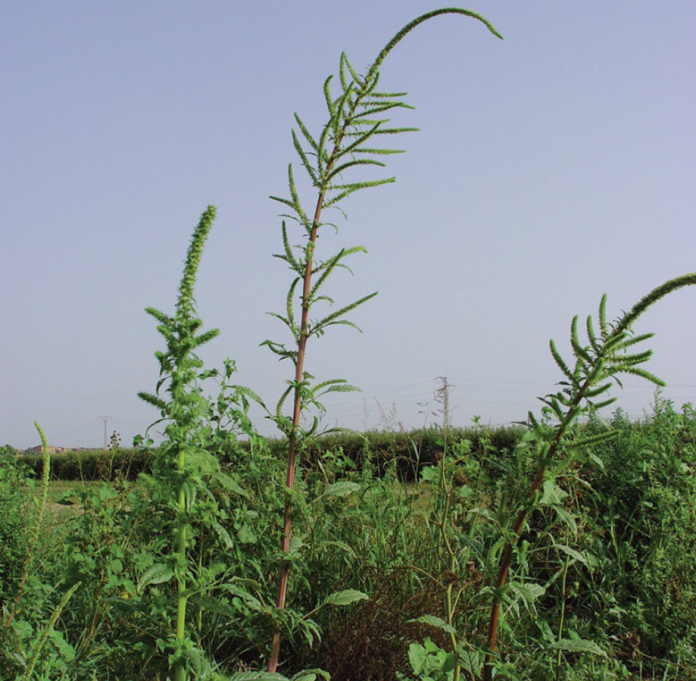 Amaranthus palmeri