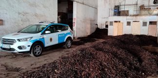 Robos de algarrobas a lo grande: más de cinco toneladas Robos de algarrobas